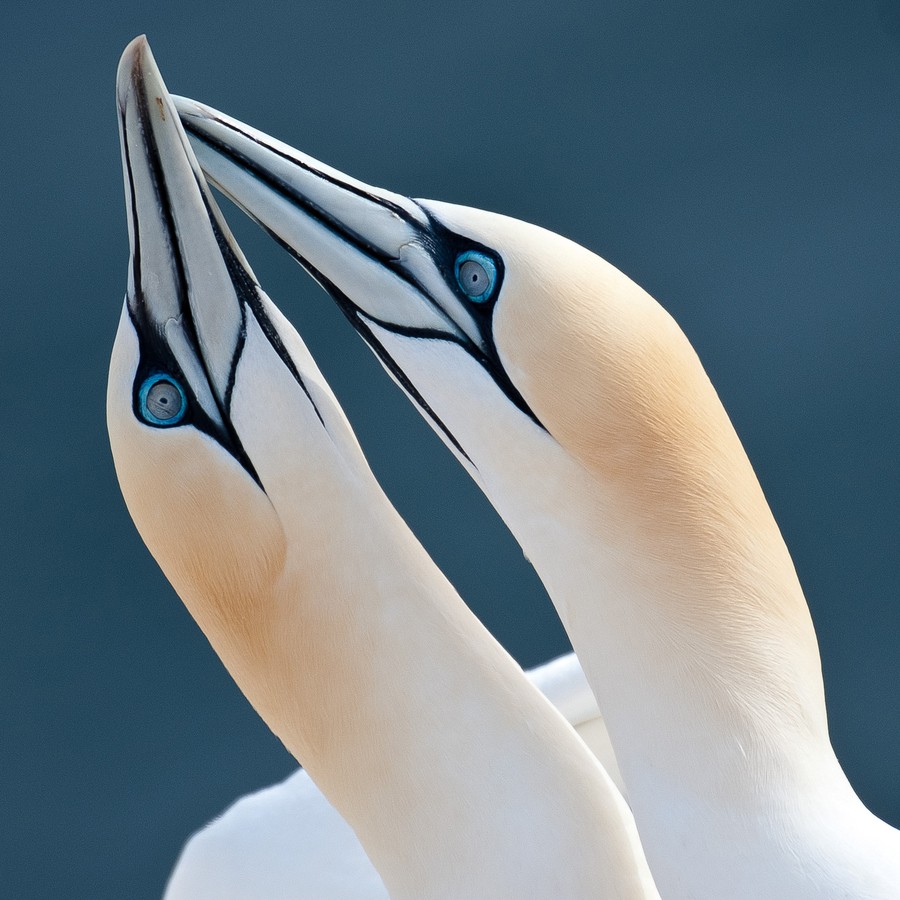 Two Northern Gannets with cream plumage and black markings, heads raised upward against blue sky