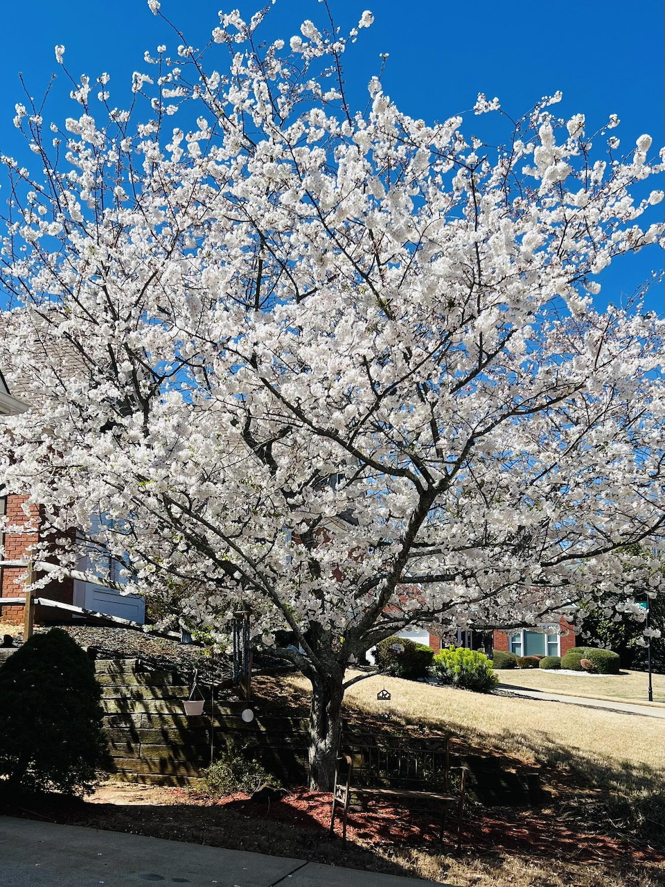 Cherry blossom tree covered in white flowers against a clear blue sky with houses in background