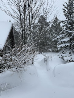 Deep snow covering a yard with bare branches, evergreen trees, and a cabin partially visible on the left