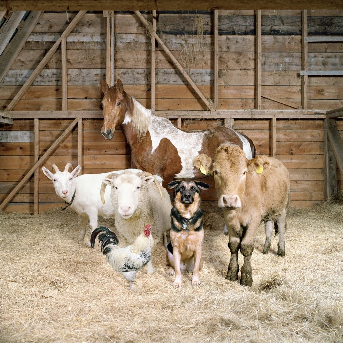 Farm animals grouped in wooden barn: horse, cow, goat, dog, and rooster on hay-covered floor
