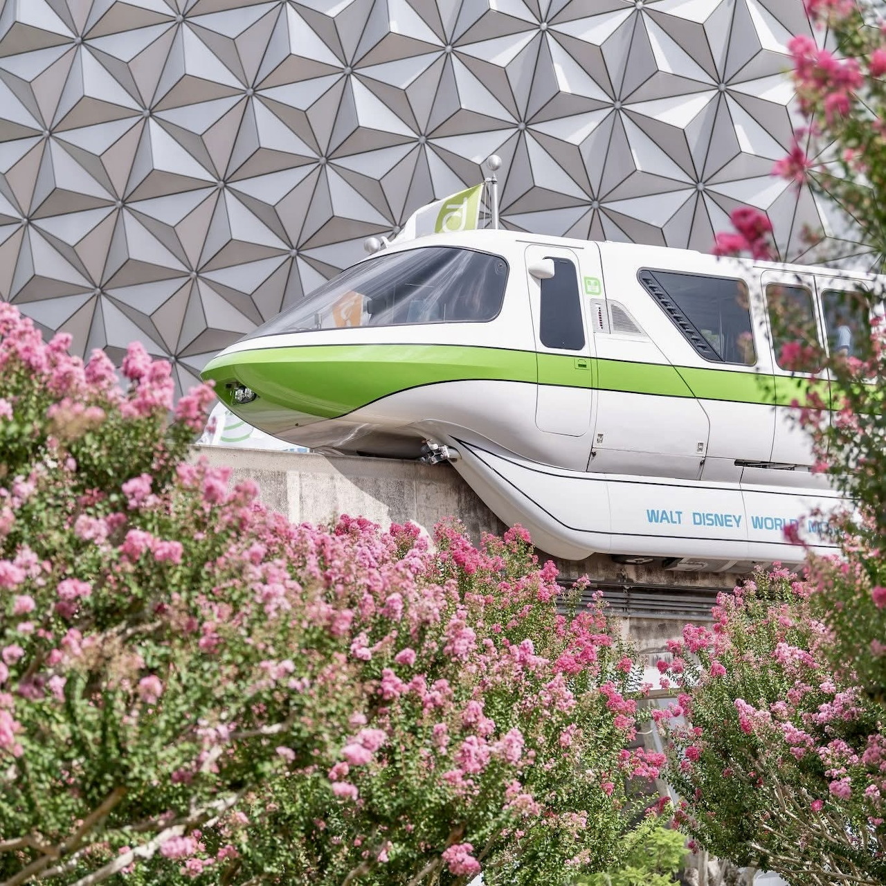 White and green monorail in front of Epcot's iconic geodesic sphere with pink flowers