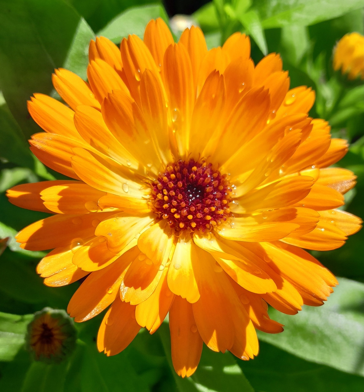 Bright orange calendula flower with yellow petal tips and dark burgundy center against green leaves