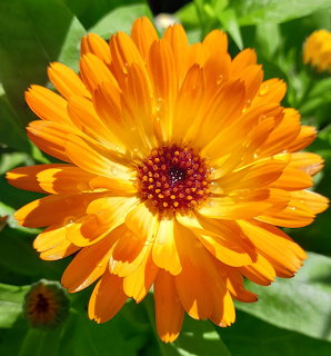 Orange Calendula Flower
