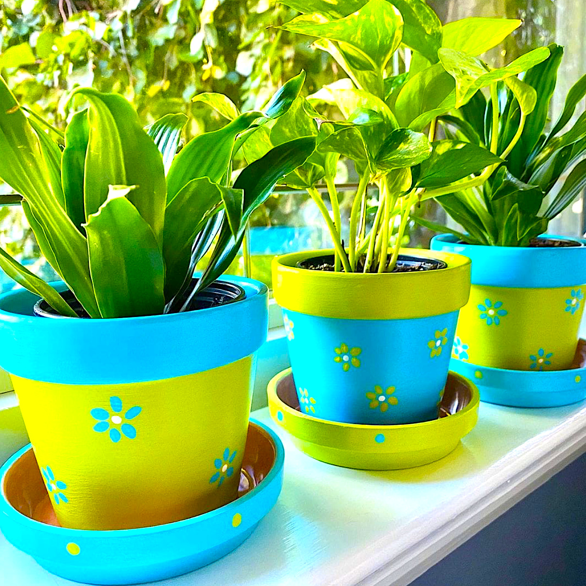 Three potted plants in colorful yellow and blue hand-painted pots on a sunny windowsill
