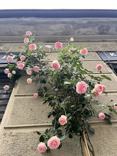 Pink climbing roses in full bloom growing up a beige stone building wall