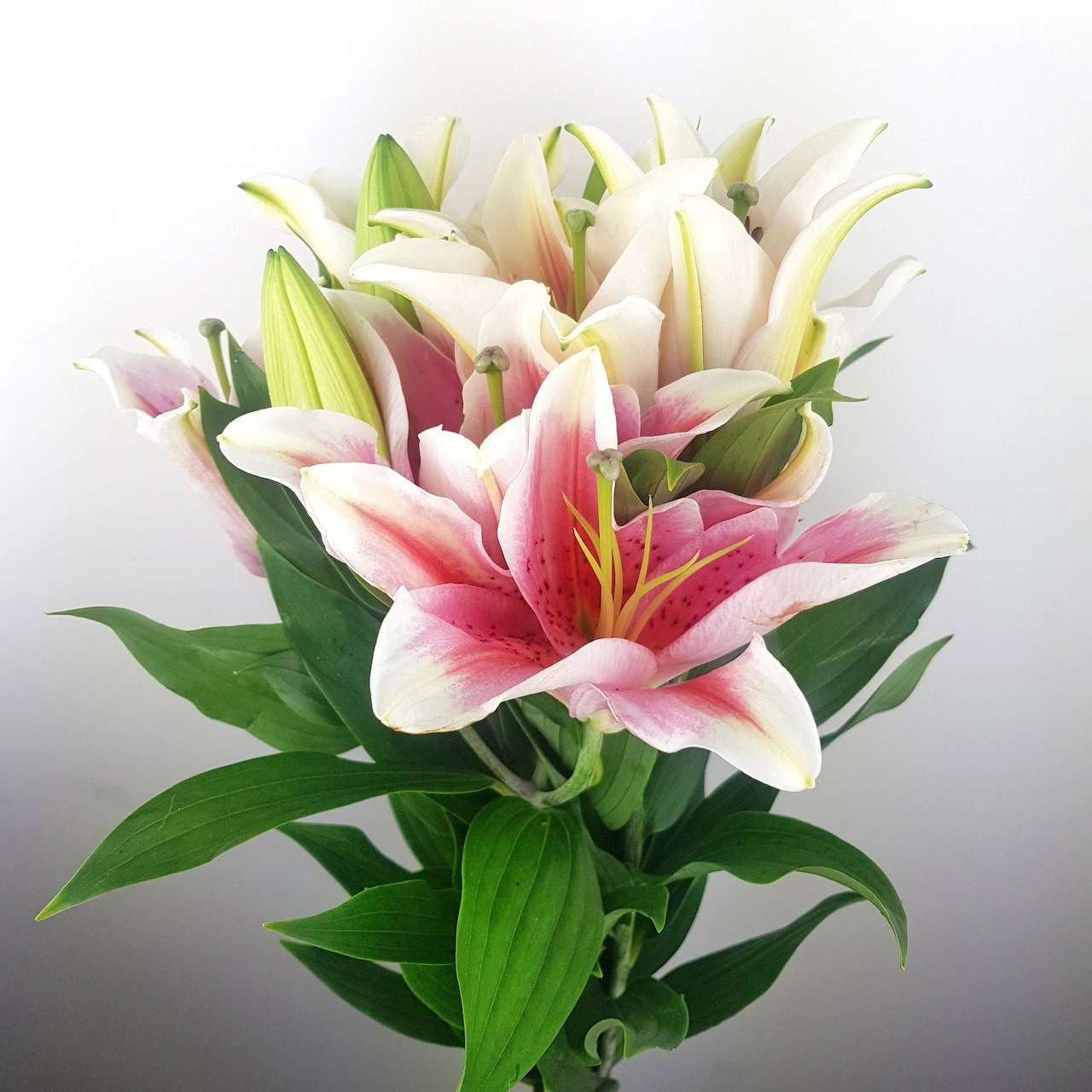 Pink and white lily flowers with green leaves on gray background