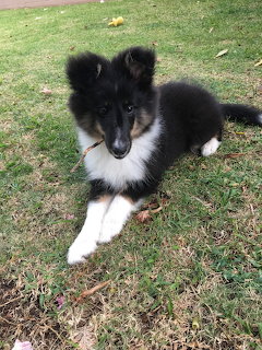 Black and white Shetland Sheepdog puppy lying on grass outdoors
