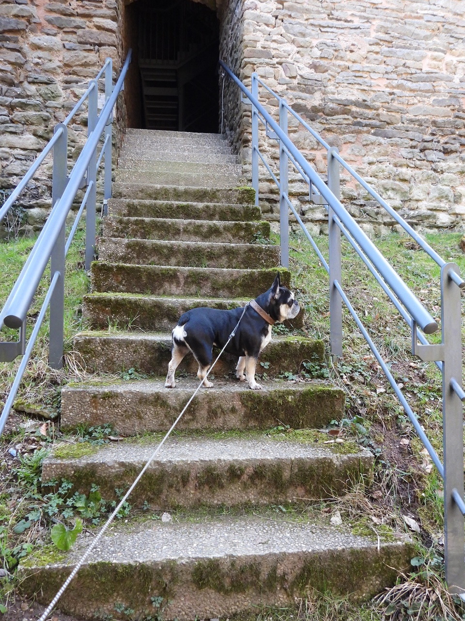 Black and white dog on mossy stone steps with metal railings outside an old stone building