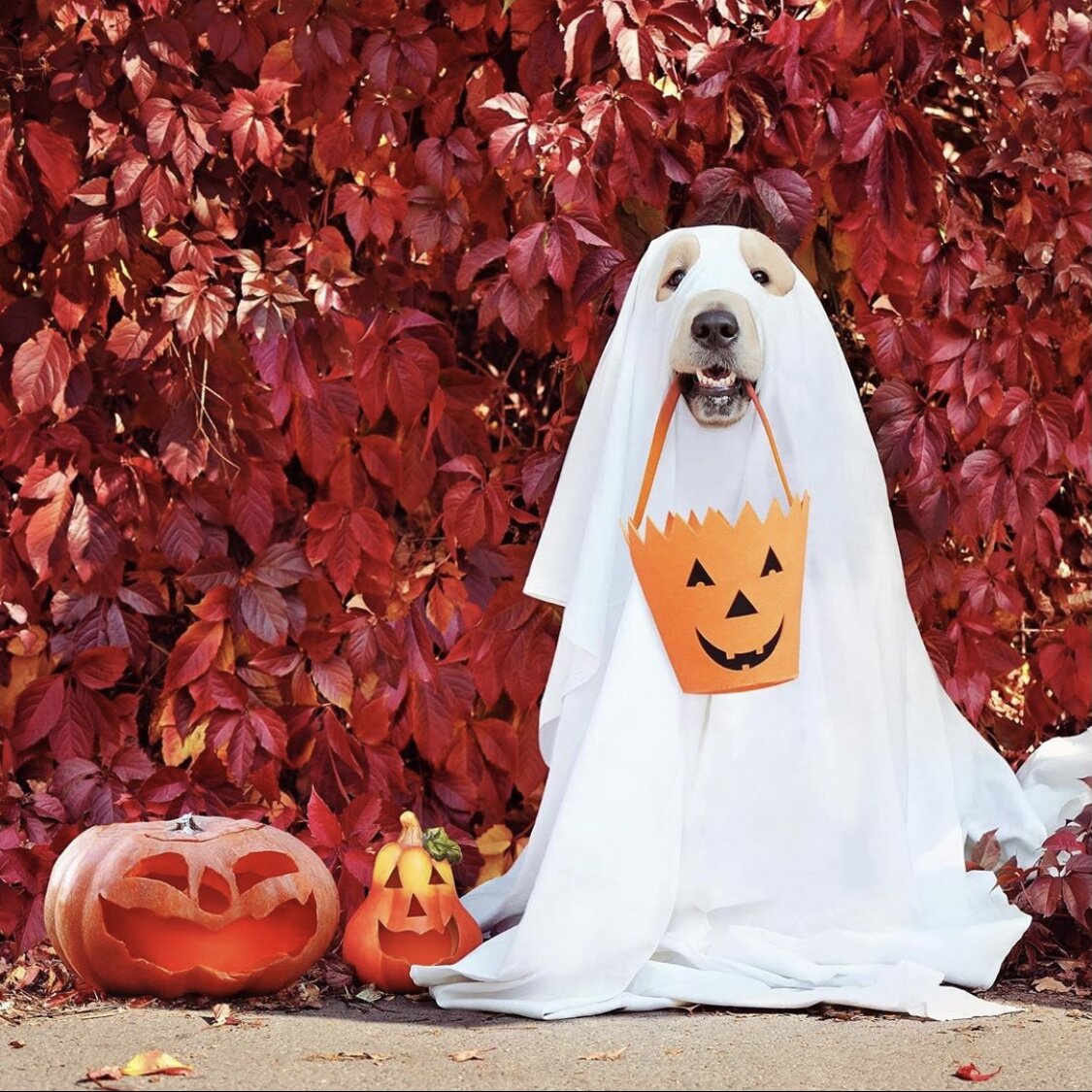 Dog in Ghost Costume