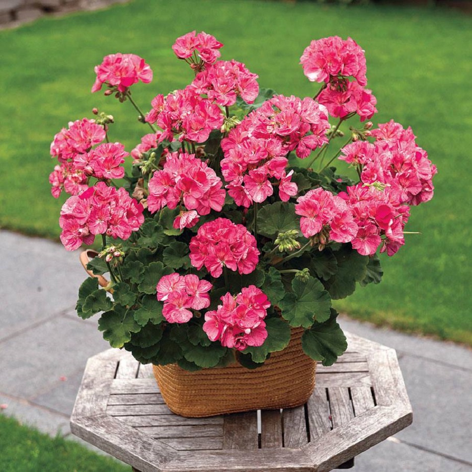 Pink Geranium Plant