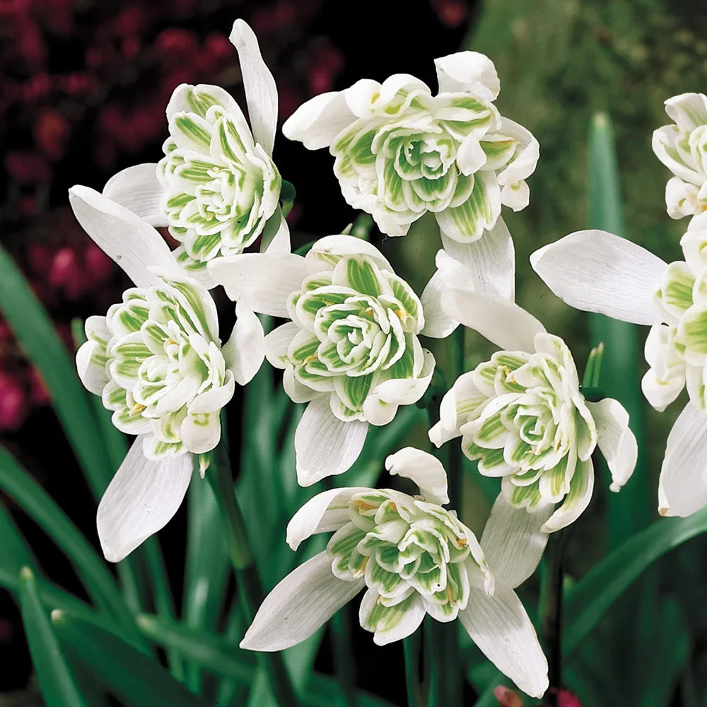 White and green double snowdrop flowers with multiple layered petals in close-up view