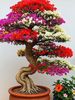 Bonsai tree with twisted trunk and colorful flowering branches in red, pink, and white blooms