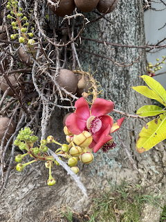 Pink cannonball tree flower with yellow center growing on tree trunk with gray bark and tangled branches