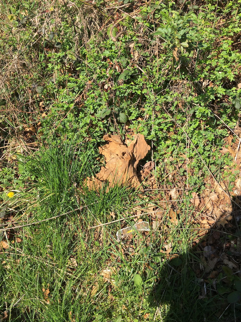 Old brown teddy bear lying on green grass surrounded by weds and clover outdoors
