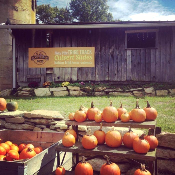 Pumpkins displayed on racks and in bins outside a rustic wooden farm shed