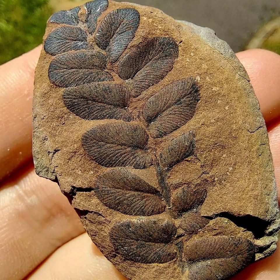 Fern-like plant fossil preserved in a brown rock, held between fingers