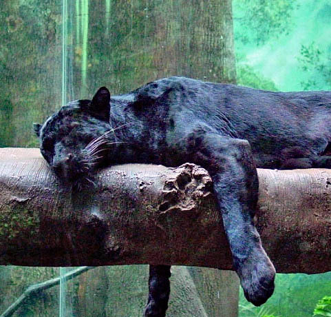 Black panther sleeping on a log in a green jungle enclosure