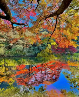 Colorful autumn trees with red and orange leaves reflected in still pond water, framed by dark tree branches