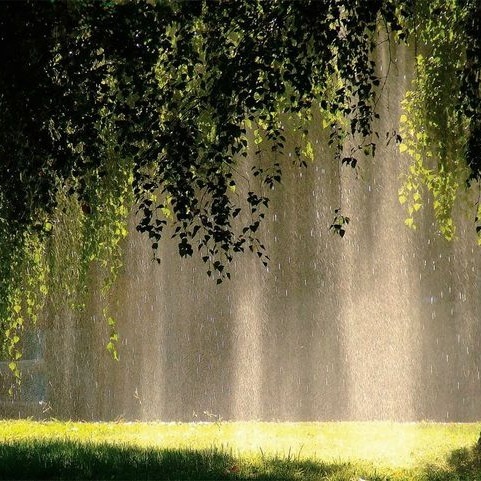Sunlit Rain Through Trees