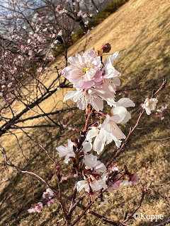 October Cherry Blossoms