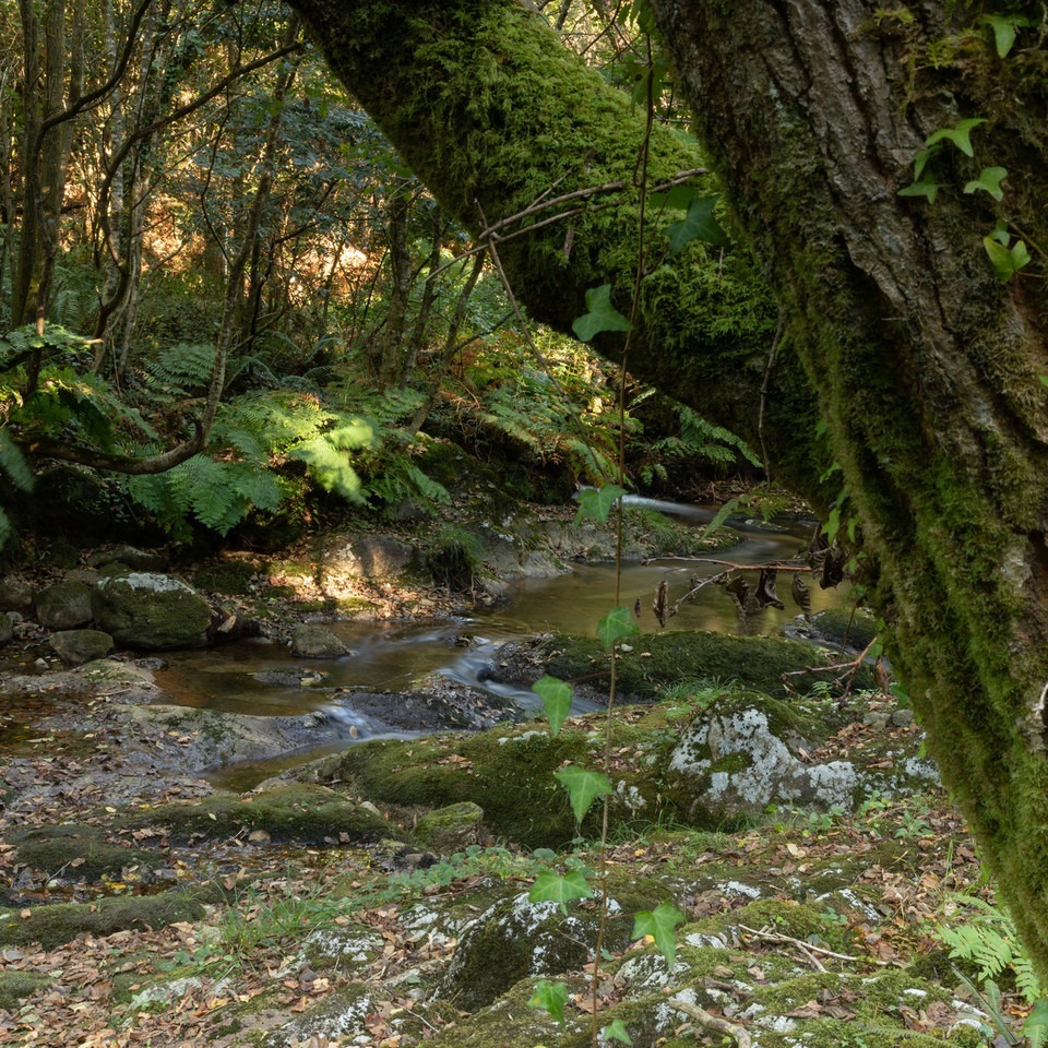 Moss-covered tree trunks beside a small forest stream in a green woodland setting
