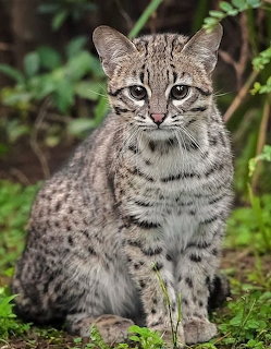 Wild Cat Portrait