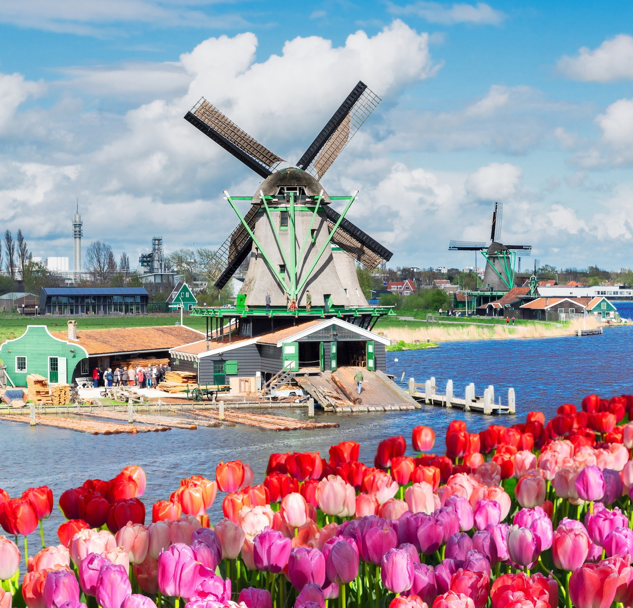 Colorful tulips in the foreground with Dutch windmills beside a canal under a blue sky
