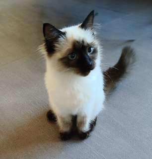 Siamese kitten with dark face and ears, blue eyes, cream fur, sitting on gray carpet with raised paw