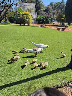 Ducks scattered across a bright green grass lawn in a park setting