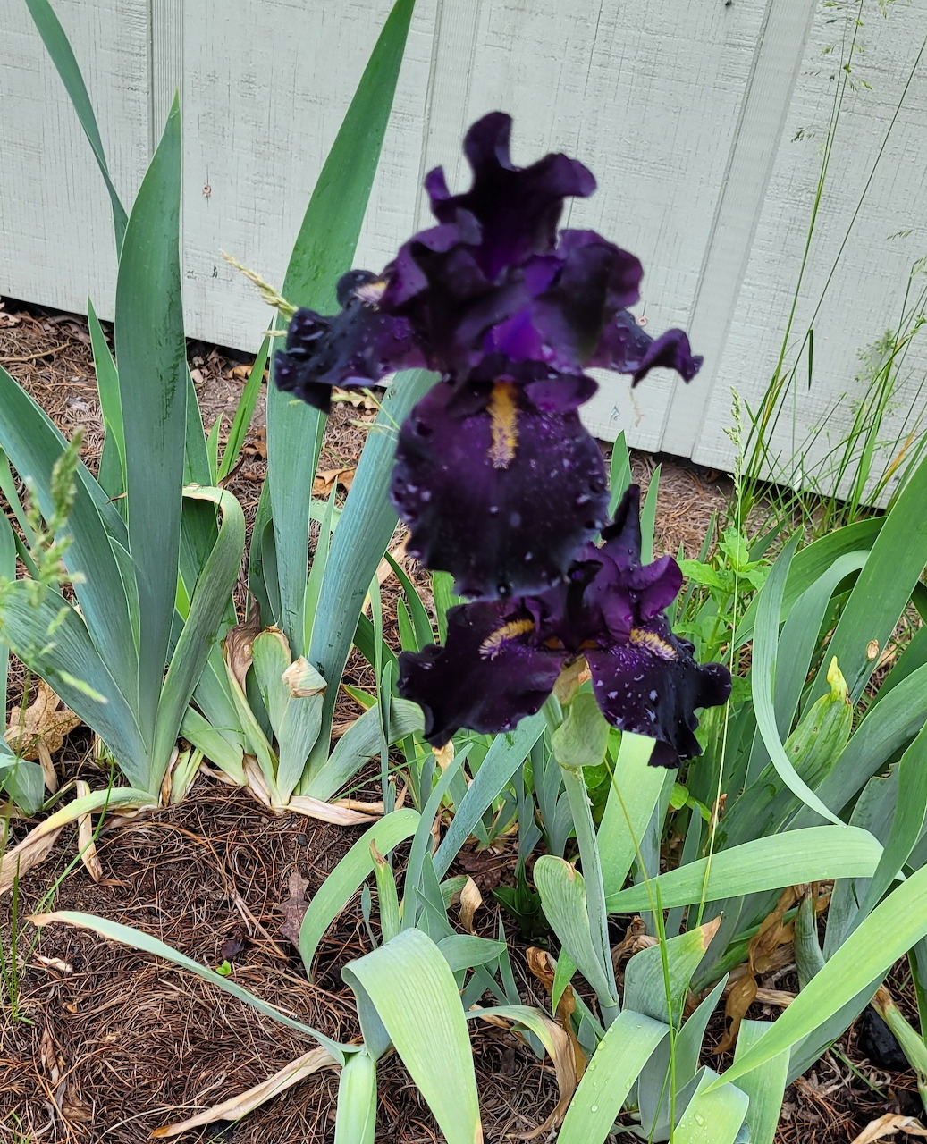 Close-up of a dark black iris flower with velvety petals in bloom