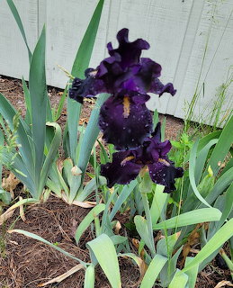 Black Iris Bloom