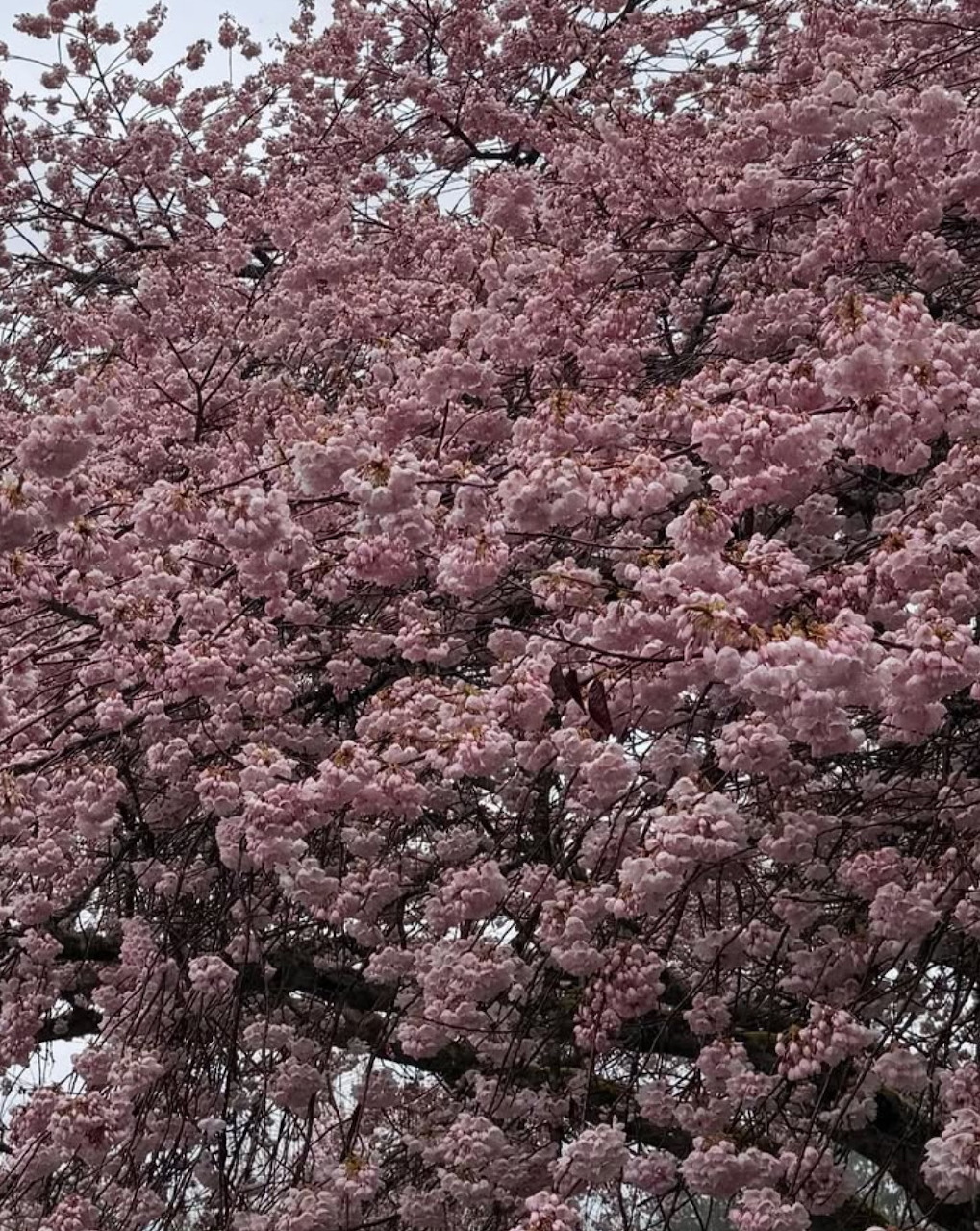 Cherry blossom tree in full bloom with dense pink flowers against a grey sky