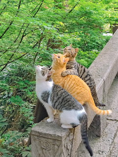 Three cats - white, orange tabby, and gray tabby - perched on stone structure in green garden