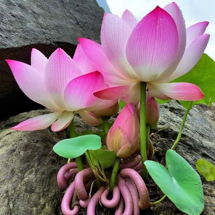 Pink lotus flowers with buds and green lily pads growing among grey rocks