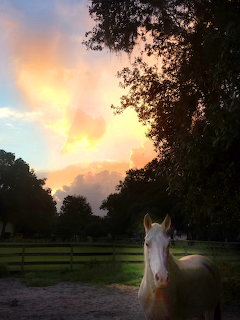 White horse in pasture with vibrant orange sunset sky and trees