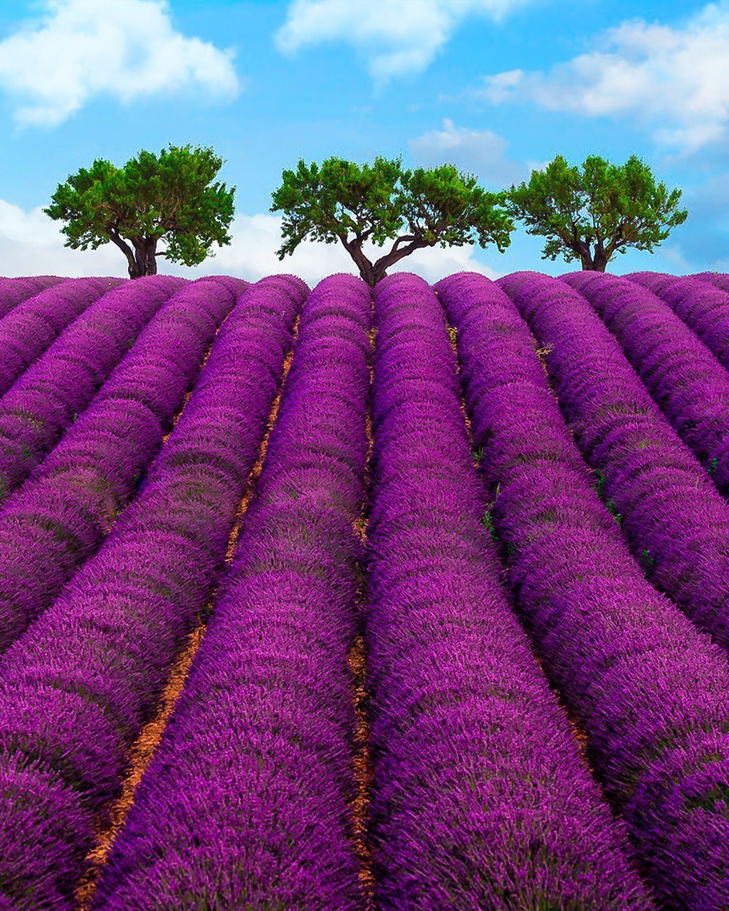 Lavender Fields in Provence