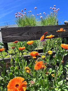 Orange marigolds and pink flowers growing in weathered wooden planter under blue sky