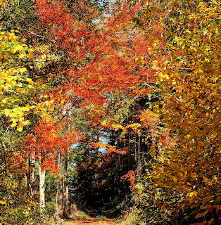 Path through a colorful autumn forest with red, orange, and yellow leaves