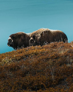 Two dark brown musk oxen on an arctic tundra hill with blue water in the background