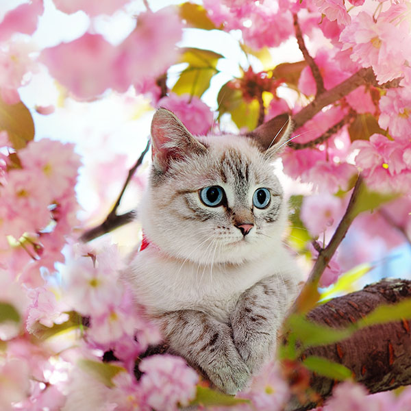 Cherry Blossom Kitten