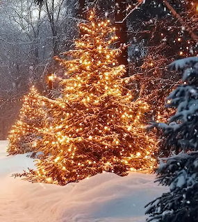 Christmas Tree in Snow