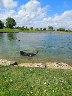 Black dog swimming in lake with ducks, grassy shore and cloudy blue sky