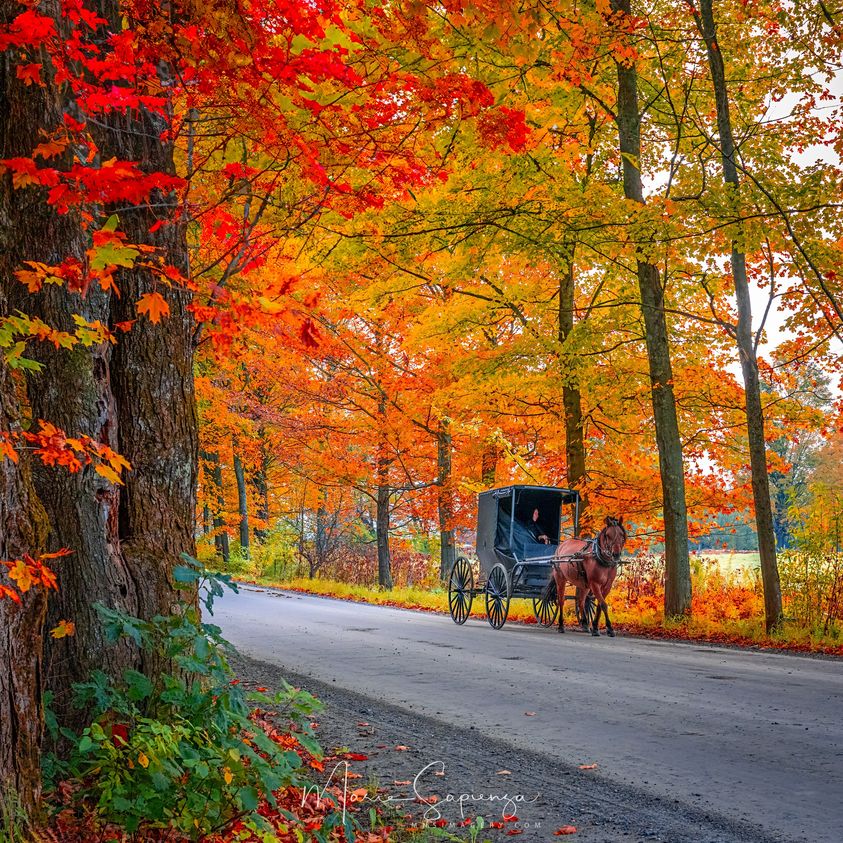 Horse-drawn buggy traveling on paved road surrounded by colorful fall trees with red, orange, and yellow leaves
