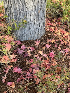 Tree trunk base surrounded by colorful fallen autumn leaves on mulch with green grass