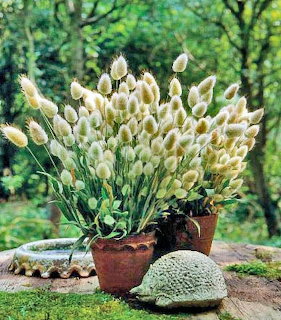 Ornamental Grass Pots