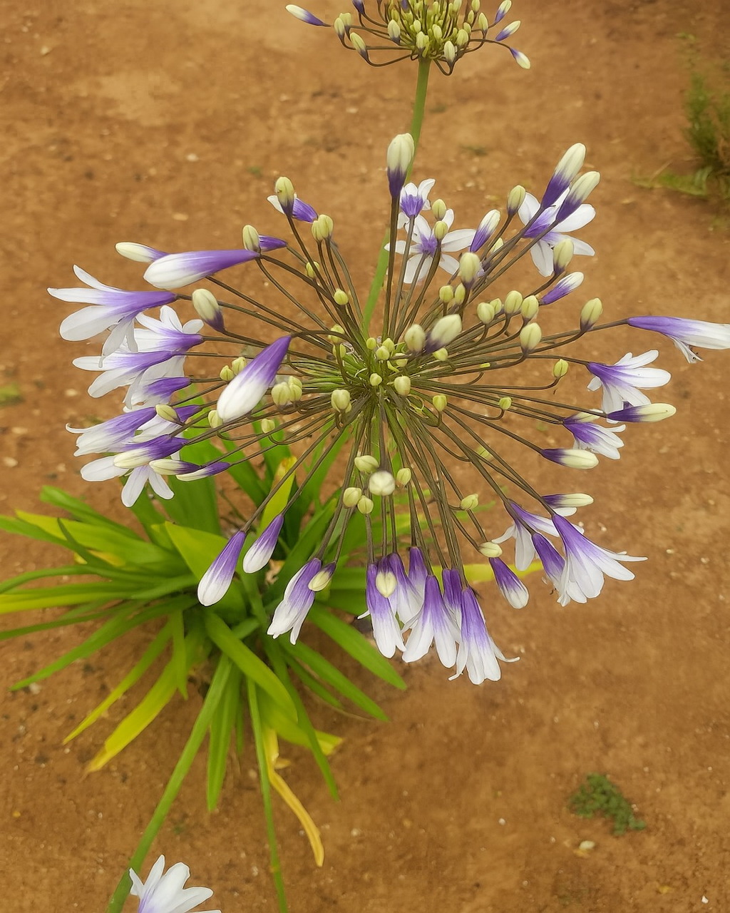 Agapanthus in Bloom