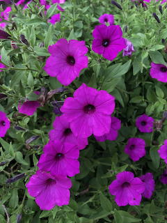 Cluster of bright purple petunia flowers with dark centers amid green leaves