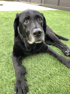 Black Labrador Retriever lying on green artificial turf looking at camera
