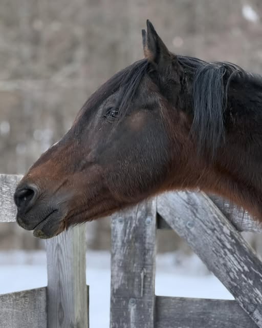 Brown Horse Behind Fence