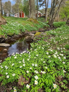 White wood anemone flowers bloming along a small stream with green grass and red cottages in background